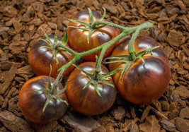 New Fresh Seeds Chestnut Chocolate Tomato 12 Seeds Free Domestic Ship - $5.94