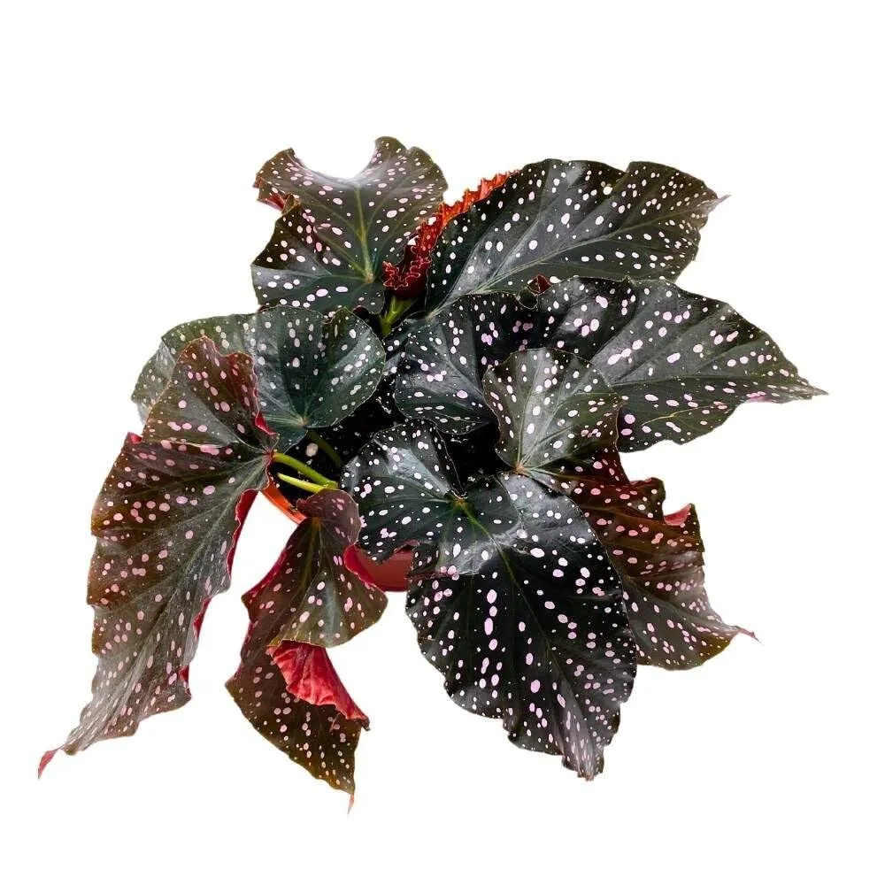 Cracklin Rosie Angel Wing 6 in Cane Begonia Dark Curly Leaf with Pink Po... - $93.45