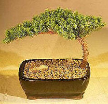 &quot;Juniper Bonsai Tree-Small (Juniper Procumbens &quot;&quot;nana&quot;&quot;)&quot; - £39.99 GBP