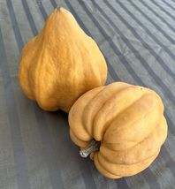 Thelma Saunders Acorn Winter Squash Seeds, NON-GMO, Potato Squash, FREE ... - $1.97+