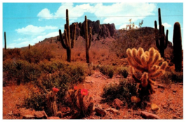 The Colorful Desert Cactus Postcard Posted 1968 - £7.06 GBP
