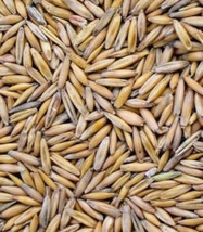 OAT seed for Deer Turkey Food Plot Wildlife Oatgrass Seeds Bulk with hull OATS - £4.68 GBP+