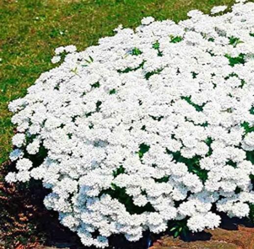 100Pcs Creeping Thyme Seeds White Red Available Fresh Seeds - $5.19