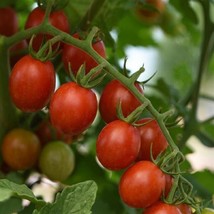 Tomato Seeds Tomato Helix 25 Seeds Fresh Seeds Gardening USA - £22.96 GBP