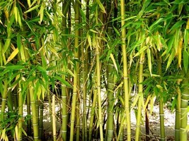 50 yellow bamboo seeds privacy seed garden clumping shade screen thumb200