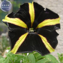 New Fresh Petunia Black Petals With Yellow Stripe Flower Seeds 200 Seeds Pack Bo - $5.88