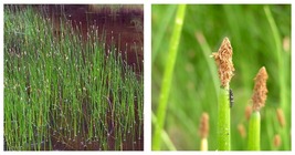 Eleocharis palustris Creeping Spikerush Aquascape Bareroot Live Plant - £23.86 GBP