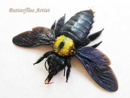 Real Bumble Bee Yellow Spot Xylocopa Confusa Entomology Collectible Shadowbox - £38.82 GBP