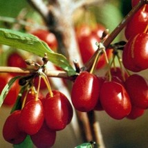 Cornelian Cherry Tree Seeds Cornus Mascula 10 Seeds - £11.19 GBP