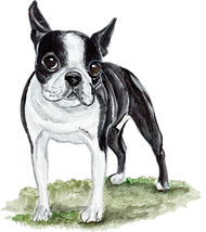 Boston Terrier Dog Almost Alive Vinyl Decal - Auto Car Truck RV Cell Cup Boat - £5.46 GBP+