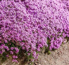 MBK 1000 Creeping Thyme Seeds Thym Serpyllum Perennial &amp; Purple Groundco... - $8.87