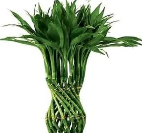 50PCS Lucky Bamboo Seeds - Green Indoor Plants - $181.51 MXN