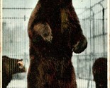 Vtg Postcard Vancouver British Colombia BC Canada Trotzky Stanley Park Bear - £8.69 GBP