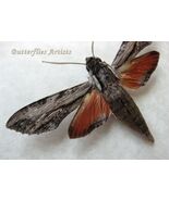 Obscure Sphinx Erinnyis Obscura Real Moth Framed Entomology Shadowbox Di... - $972.05 MXN