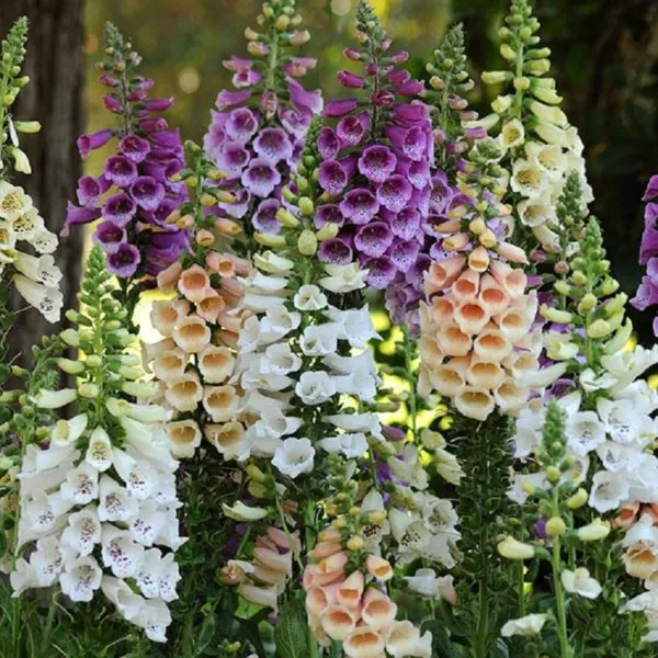 Digitalis Seeds Dalmatian Mix 50 Pelleted Seeds Foxglove Seeds Fresh Seeds - $37.50