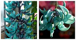 50 Seeds Jade vine (strongylodom macrobotrys) New Fresh Garden - £27.50 GBP
