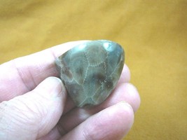 (F830-101) 1-3/4&quot; polished Petoskey stone fossil coral specimen MI state rock - £17.26 GBP