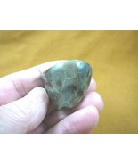 (F830-101) 1-3/4&quot; polished Petoskey stone fossil coral specimen MI state... - $406.07 MXN