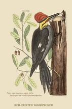 Large Red Crested Woodpecker by Mark Catesby #2 - Art Print - £17.68 GBP+