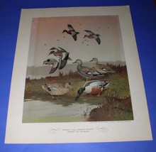 Lynn Bogue Hunt Print 1944 Field &amp; Stream (1) - £31.23 GBP