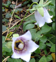 Bellflower, Kashmir (Codonopsis ovata), 30 seeds - $12.99