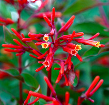 VP Firebush Hamelia Patens Hummingbird Bush Attract Birds Butterflies Seed 15 Se - $10.86