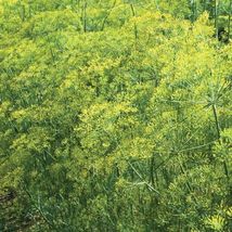 Dill Bouquet 1000 Seeds Fast Shipping - £6.92 GBP