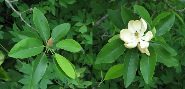 15 Swamp Magnolia Seeds ( Sweet Bay Magnolia ) Magnolia Virginiana Fresh Garden - £7.97 GBP
