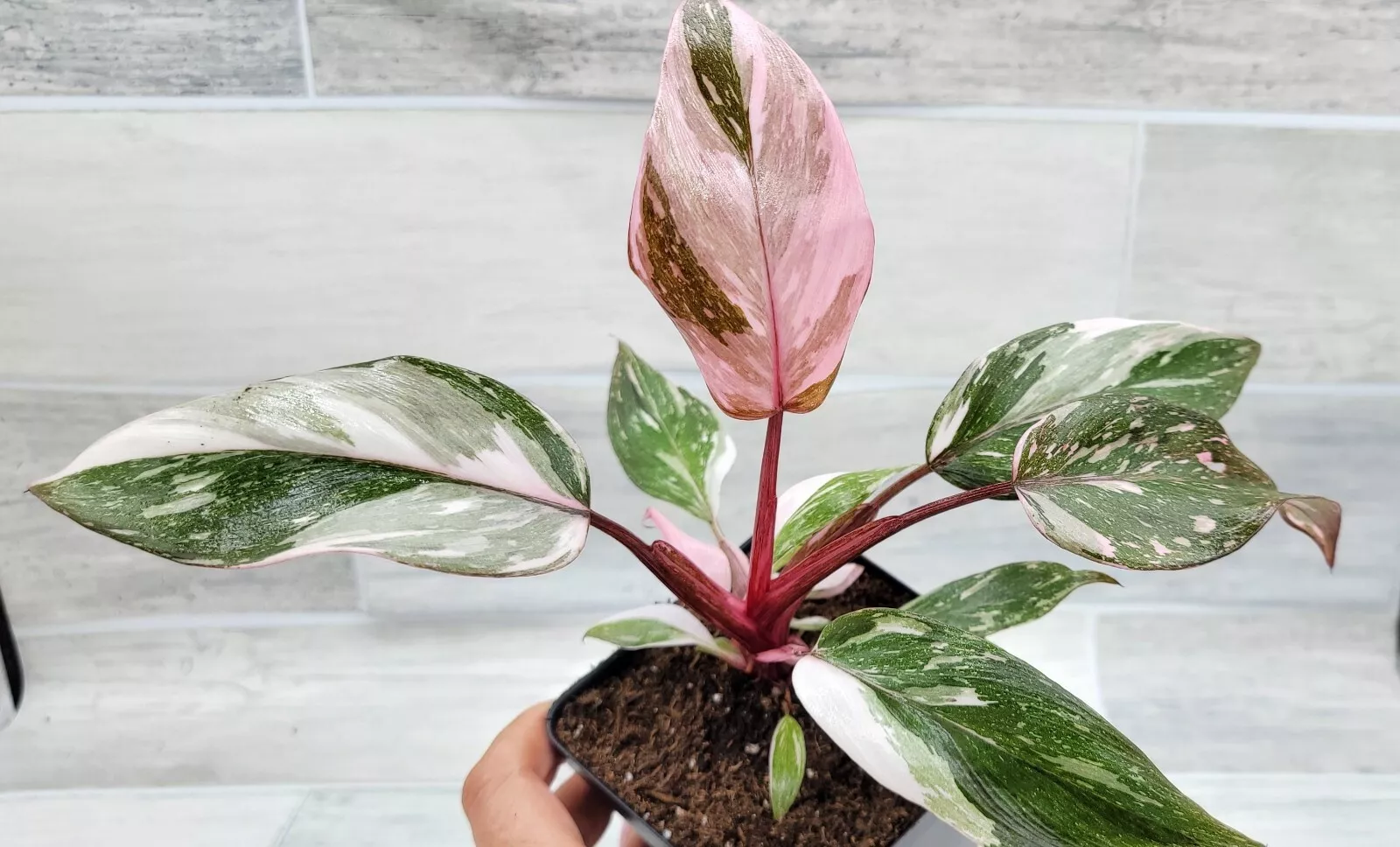 Philodendron Marble Galaxy Pink Princess rare live house plant - in 3&quot; pot - £26.62 GBP