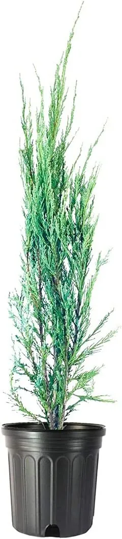 Blue Arrow Juniper Large Plants Juniperus Scopulorum - $67.97