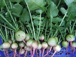 Cool B EAN S N Sprouts - Radish Seeds,White Egg Radish, Radish Seeds,1 Oz Seeds Pe - £4.73 GBP