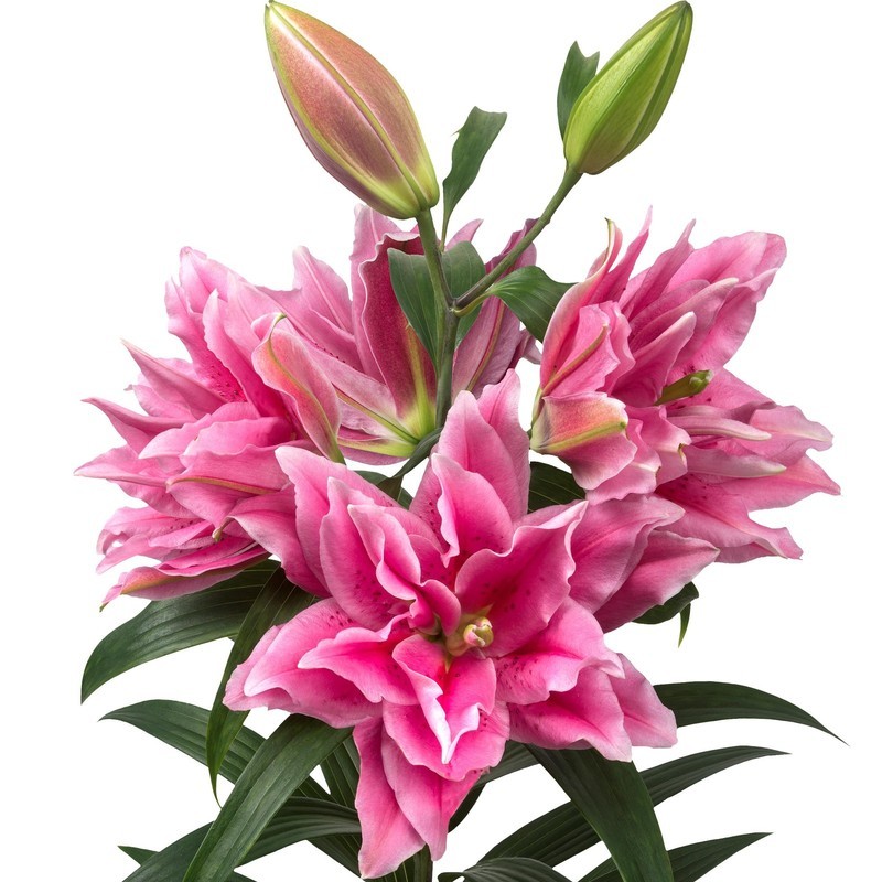 LKS Lilium Oriental Roselily Ciara 3 Plant Bulbs Summer Flowers Home Garden - $41.21