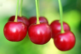 SL 10+ Early Burlat Cherry Seeds For Garden Planting - Usa - Fast Shipping! - $3.48