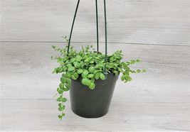 4&quot; hanging Pot Peperomia Prostrata ,String of turtles plant - £30.35 GBP