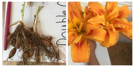 USA Seller 3 ORANGE DOUBLE BLOOM Daylily fans/root systems - $29.99