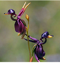 100Pcs Pack Caleana Major Flying Duck Orchid Seeds Potted Flowers Plants Seeds F - £10.96 GBP