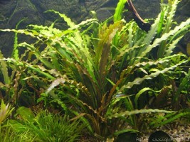 Buy 2 Get 1 Free Cryptocoryne Spiralis 1 Plant -Freshwater Aquatic Live Plants - £8.21 GBP