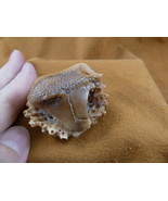 (tb-sti-6) little tan Stingray Tagua NUT palm figurine Bali carving stin... - $732.90 MXN