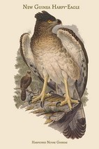 Harpyopsis Novae Guineae - New Guinea Harpy-Eagle by John Gould - Art Print - £17.29 GBP+