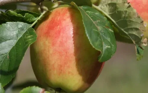 Fragrant 25 Sunrise Apple Seeds for Garden Planting - €6,80 EUR