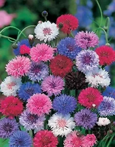 50 Dwarf Mix Bachelor&#39;s Button Seeds Annual Seed Flower Flowers 1196  - £13.21 GBP