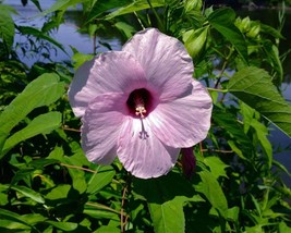 Hibiscus Laevis (Rose Mallow) 20 seeds - £1.40 GBP