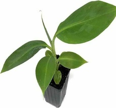 Live Plant Dwarf Orinoco Banana Tree Live Plant - Musa - Outdoor Living - $60.99