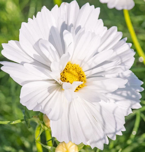 100 Seeds Cosmos Psyche White Unique Blossoms Flowers Seeds Non-GMO - $8.39 CAD