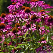 200 Pink Coneflower Rudbeckia Seeds Flower Fresh Seeds - £7.22 GBP