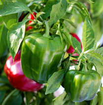 California Wonder 300 Tmr Bell Pepper Red Green Sweet Peppers Fresh Seeds USA - $14.95