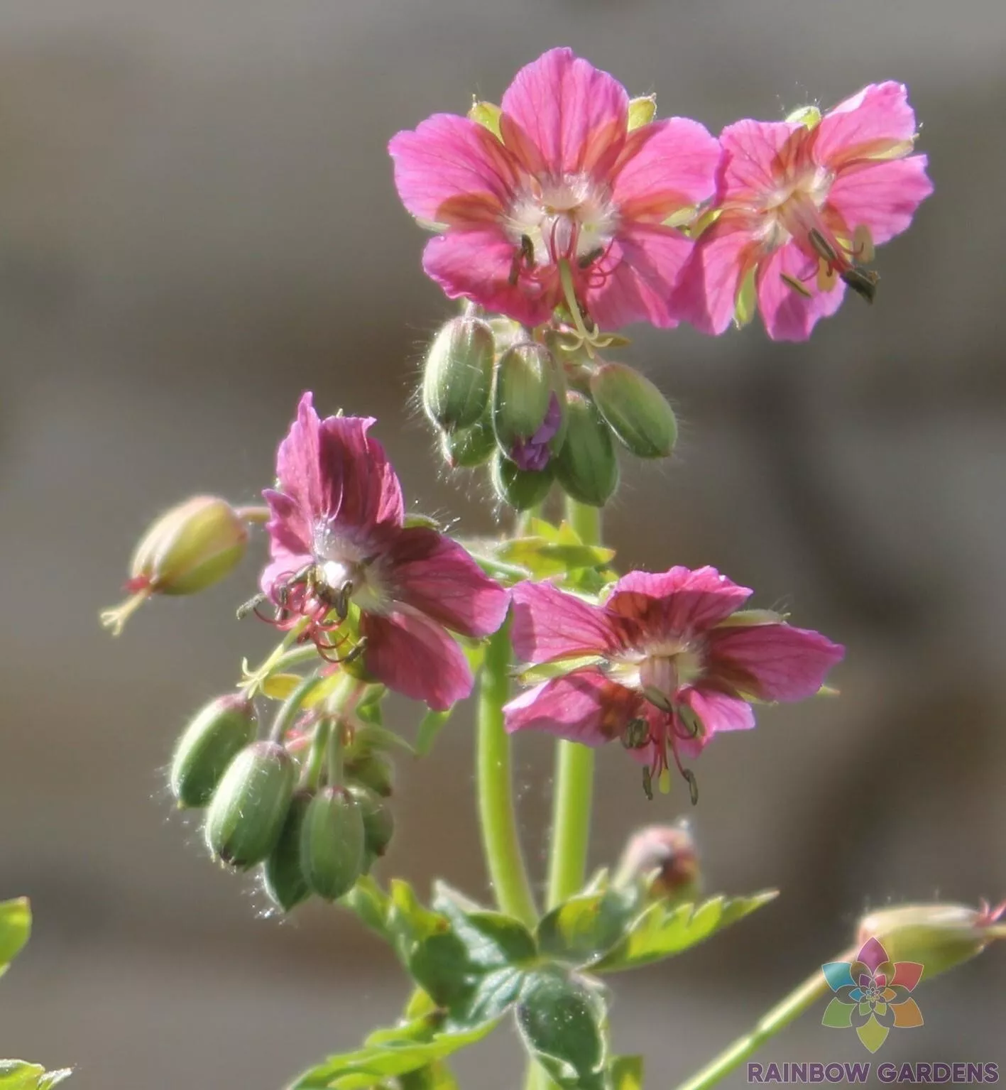 25 Rose Madder Geranium Seeds Fresh Seeds USA - $9.96