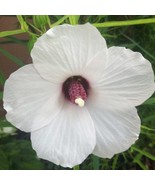 Hibiscus Dasycalyx Neches River Rosemallow 10 Seeds Fresh Gardening - €16,53 EUR