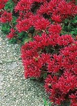 50 Seeds Summer Glory Sedum Succulent Seeds - £11.79 GBP