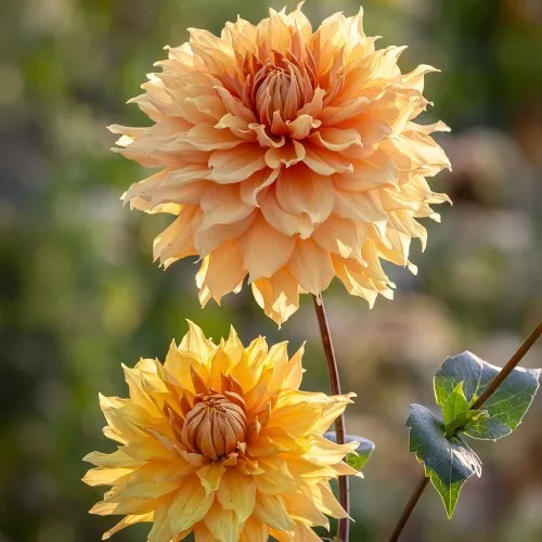 1 - DINNERPLATE DAHLIA HAMARI GOLD Flower Bulb Tuber Clump GOLDEN HONEY ... - $44.91 CAD